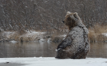 Benzingőzfüggő orosz medvék