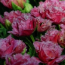 Tavaszváró - Tulipános kert