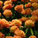 Tavaszváró - Tulipános kert