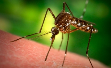 Ezen a héten pótolják a múlt héten elmaradt szúnyogok elleni védekezést