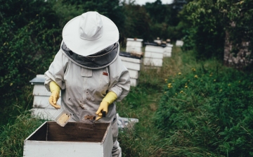 Veszélyben a szigetközi méhészetek