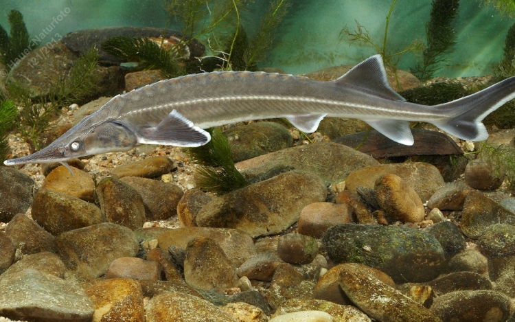 Megemlékezés a történelmi idők legnagyobb őshonos haláról