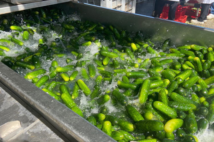 Termelőket keres a feldolgozóipar - fotók a dunakiliti konzervgyárból