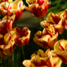 Tavaszváró - Tulipános kert