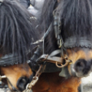 I. Szigetközi Vásár