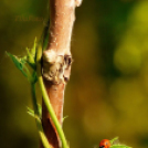 Tilai Gergely online fotókiállítása - díjnyertes képekkel