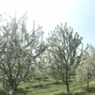 Vadcseresznyefák virágzása a Szigetköz Lelke Pálinkaház birtokán