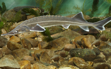 Megemlékezés a történelmi idők legnagyobb őshonos haláról