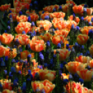 Tavaszváró - Tulipános kert