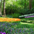 Tavaszváró - Tulipános kert