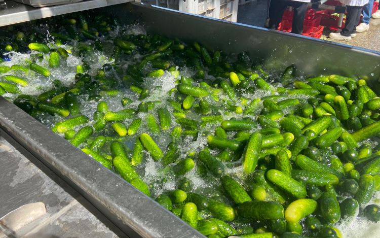 Termelőket keres a feldolgozóipar - fotók a dunakiliti konzervgyárból