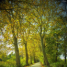 Őszi képek a Szigetközben