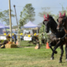 10.  Sajtos-Réti fogathajtó verseny 