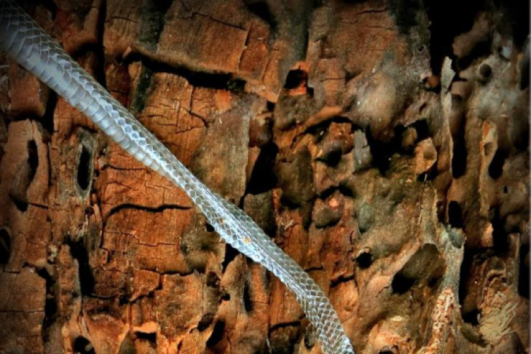  Körtvélyesi László Körte fotóművész munkái