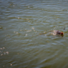 Jótékonysági horgászverseny a mosonmagyaróvári Hospice házért