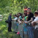 Szigetközi gulyahajtás 2018