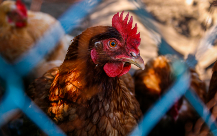 Megszűnnek a szigorítások a madárinfluenza miatt