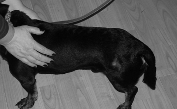 Meglőtte a szomszéd kutyáját