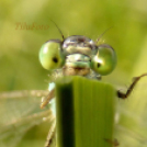 Tilai Gergely online fotókiállítása - díjnyertes képekkel