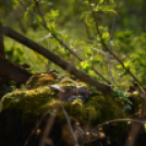 Bánhegyi Photography - Szigetköz képekben