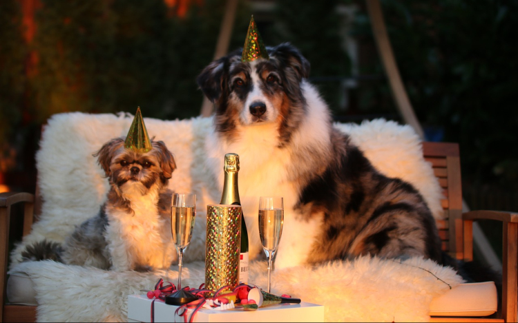 Tanácsok Szilveszterre kutyagazdiknak