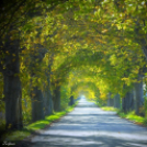 Őszi képek a Szigetközben