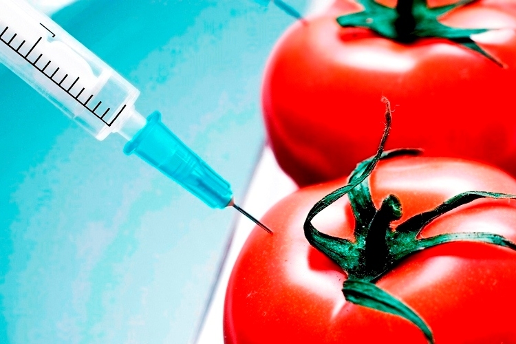 Mennyire biztonságosak a génmódosított ételek?