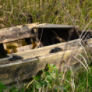 Bánhegyi Photography - Szigetköz képekben