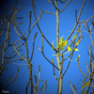 Őszi képek a Szigetközben