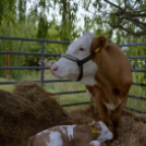 Szigetközi Gulyahajtás 2019