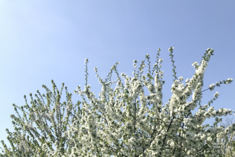 Vadcseresznyefák virágzása a Szigetköz Lelke Pálinkaház birtokán