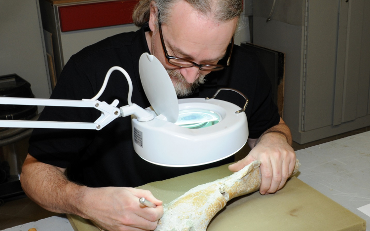 Új dinoszaurusz a bécsi Természettudományi Múzeumban