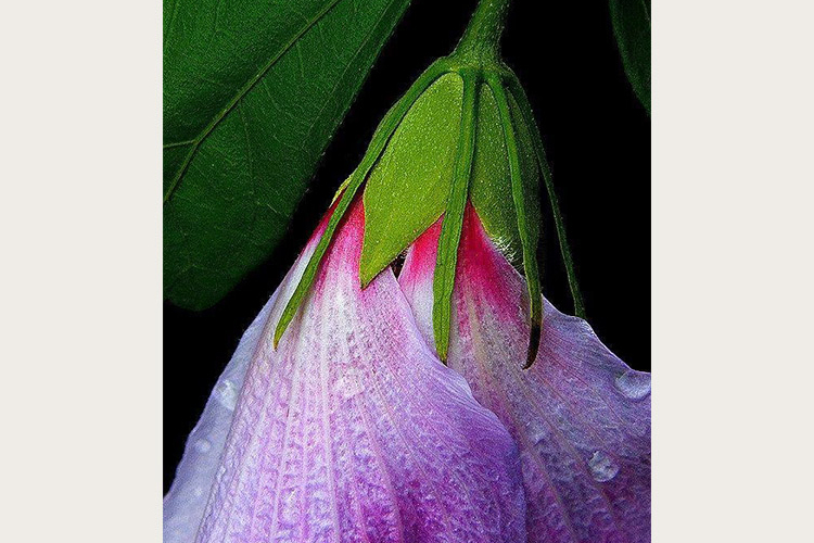 Mályvavirág és a méhecske