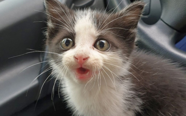 Cicát mentettek ki egy autó forró motorteréből