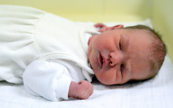 Glaser Timót, Dunasziget