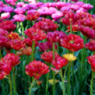 Tavaszváró - Tulipános kert