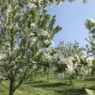 Vadcseresznyefák virágzása a Szigetköz Lelke Pálinkaház birtokán