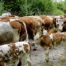 Szigetközi Gulyahajtás 2019