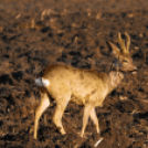 Tilai Gergely online fotókiállítása - díjnyertes képekkel
