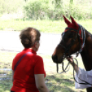 Szigetközi gulyahajtás 2018