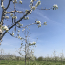 Vadcseresznyefák virágzása a Szigetköz Lelke Pálinkaház birtokán