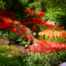 Tavaszváró - Tulipános kert