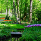 Tavaszváró - Tulipános kert