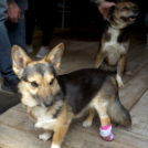 1. Győri Puha Praclik találkozó a Kotyogós Cafféban 