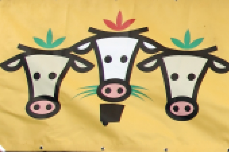 Szigetközi gulyahajtás 2018