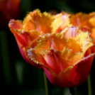 Tavaszváró - Tulipános kert