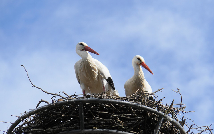 4 343 fészektartóval várja az E.ON a gólyákat
