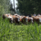 Szigetközi gulyahajtás 2018