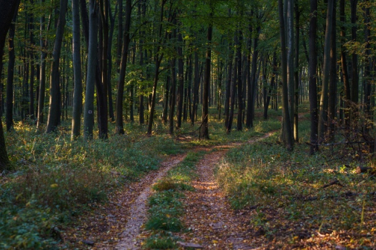 Jelentősen felgyorsult a klímaváltozás a magyar erdőkben is