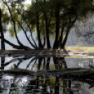 Bánhegyi Photography - Szigetköz képekben